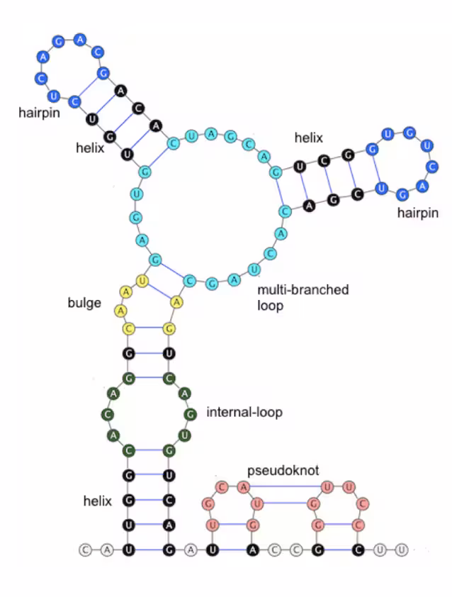 Diagram of mRNA secondary structure